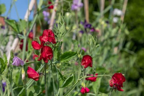 Sweetpeas